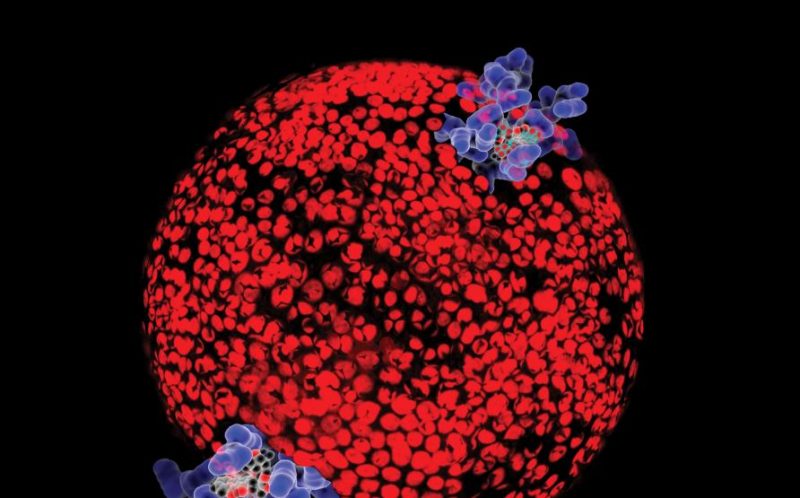 A bright red nanoparticle image
